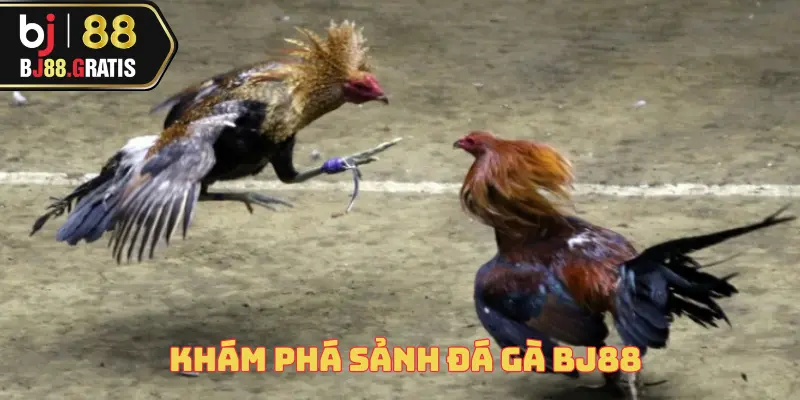 Đá Gà BJ88 1 da-ga-bj88